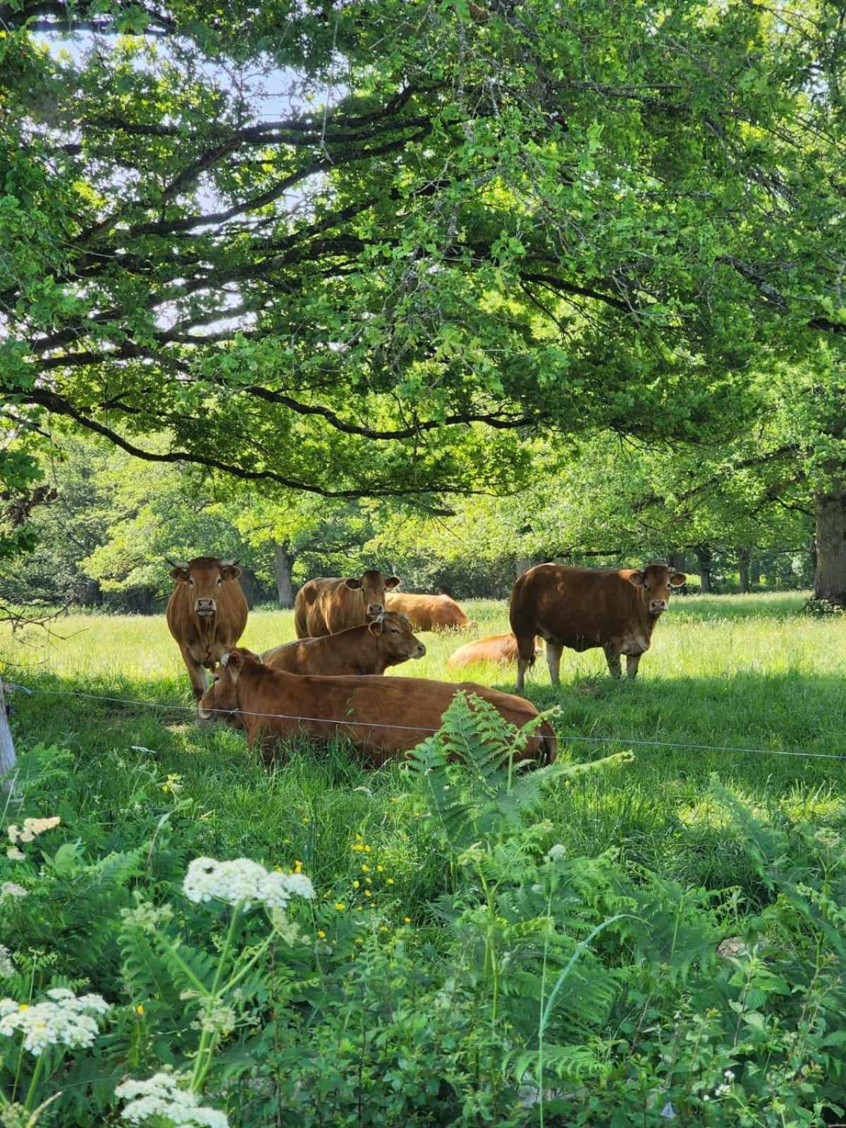 Le Chalet Limousin Folles Zewnętrze zdjęcie